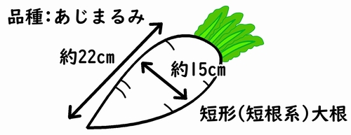 あじまるみ大根のイラスト