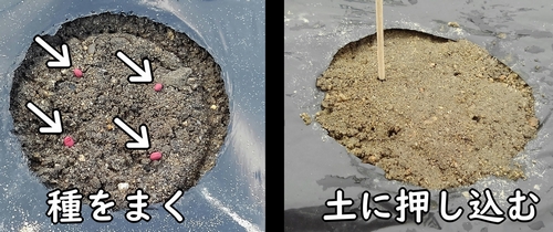 穴に大根の種をまき、土に埋め込む