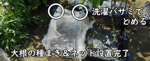 防虫ネットの上は、洗濯バサミで固定