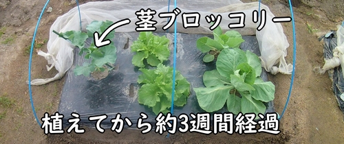 植え付けから約3週間後のスティックセニョール（スティックブロッコリー）