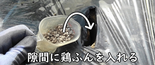 隙間に鶏糞を追肥する