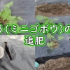 ごぼう（短根ゴボウ、サラダごぼう）の追肥