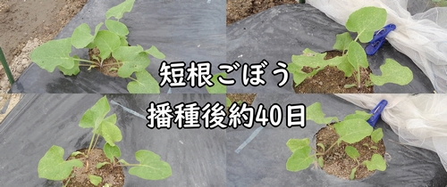 種まき後に発芽したサラダごぼう