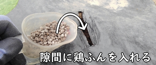 広げた隙間に鶏糞を入れる