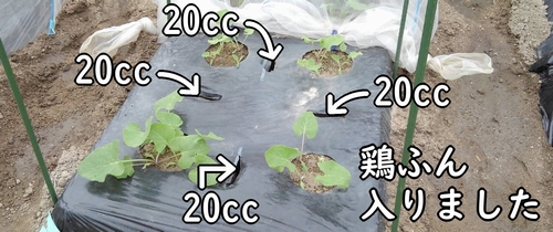 追肥箇所4ヶ所に鶏糞が入りました