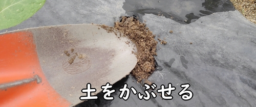 肥料を土に埋める