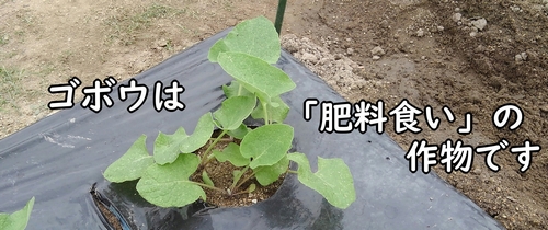 ごぼうは肥料が必要な野菜です