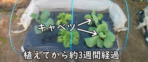 植え付け時期から約3週間経ったキャベツ