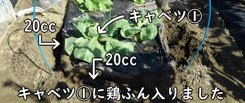 キャベツの追肥箇所に鶏糞が入りました