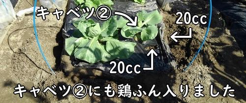 もう片方のキャベツにも鶏糞入りました