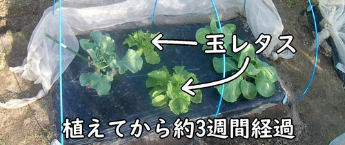 植え付けから約3週間経った玉レタス