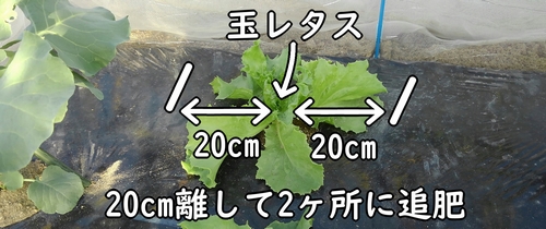 玉レタスの追肥位置