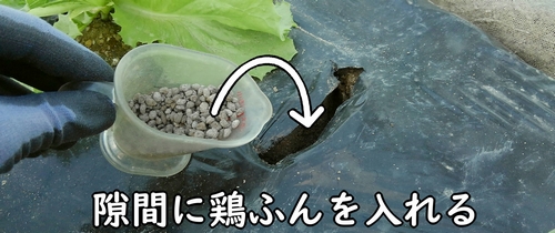 あけた穴に肥料を入れる