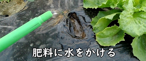 追肥した肥料に水をかける