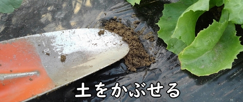 肥料に土をかぶせる