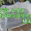 キャベツ、玉レタス、茎ブロッコリーの植え付け