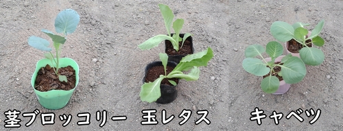 キャベツ、玉レタス、茎ブロッコリーの苗