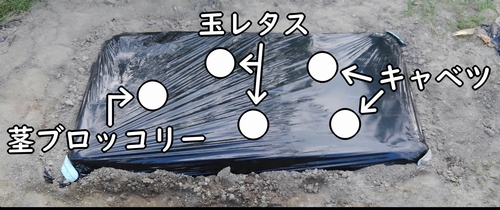 キャベツ、玉レタス、茎ブロッコリーの植え付け位置