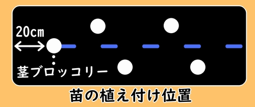 茎ブロッコリーの植え付け位置は畝端から20cm