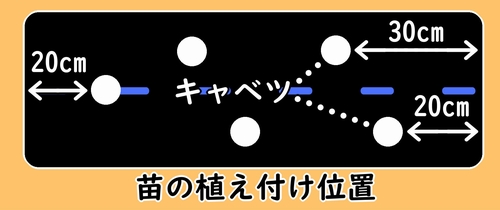 キャベツの植え付け位置は2ヶ所