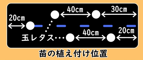 玉レタスの植え付け位置は、キャベツから40cm離す