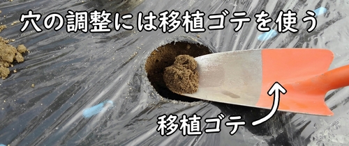 移植ゴテで穴を調整する