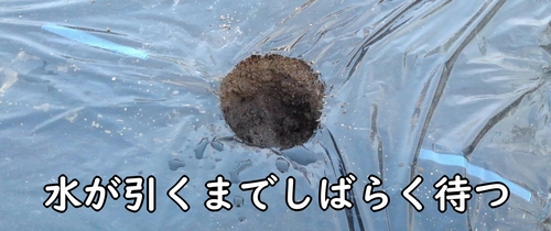 苗は水が引いてから植える