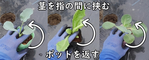 キャベツ、玉レタス、茎ブロッコリーの茎を指の間に挟む