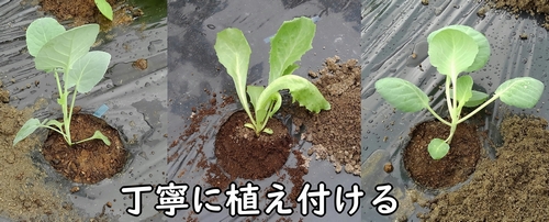 取り出した苗を植え付ける