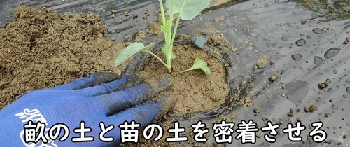 苗の土と、畑の土を密着させる