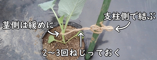 茎と支柱は麻紐で結ぶ