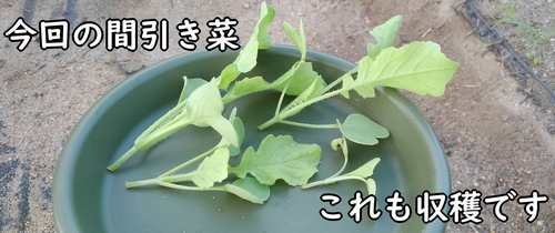 大根の間引き菜