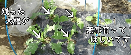 残った大根が大きくなりますように