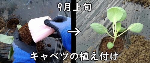 キャベツ（ミニキャベツ）の苗の植え付け