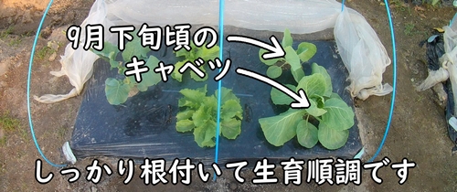 植え付け時期から約3週間経ったキャベツ