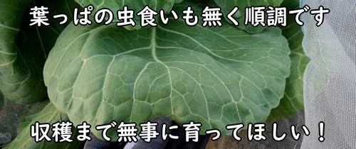 防虫ネットのおかげで虫食いも無し