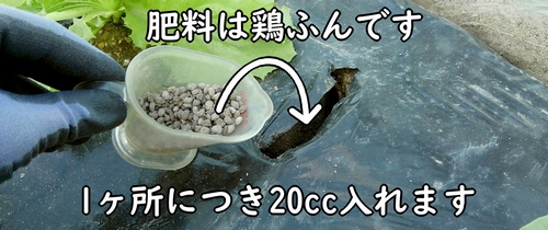 追肥の肥料は鶏糞です