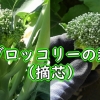 茎ブロッコリーの栽培管理（摘心）