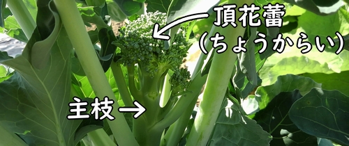 スティックセニョール（スティックブロッコリー）の頂花蕾