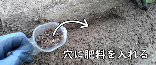 穴に鶏糞を入れる