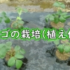 いちご（宝交早生イチゴ）の植え付け