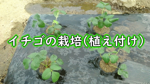 いちご（宝交早生イチゴ）の植え付け