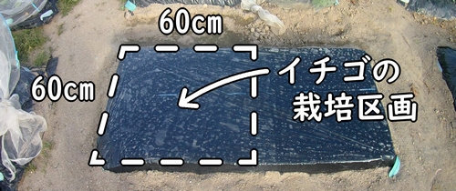 イチゴの苗を植え付ける区画