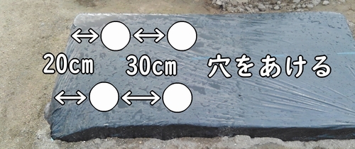 いちごの植え付け間隔は30cm