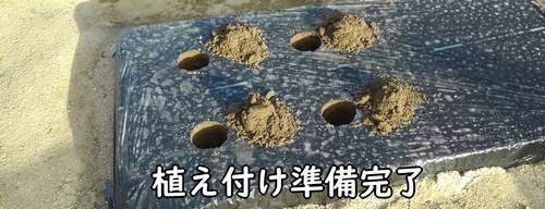 イチゴの植え付け準備完了