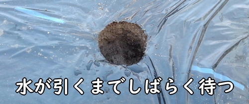 苗は水が引いてから植える