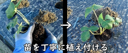 いちごの苗を土に植え付ける