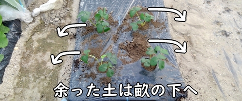 植え付けで余った土は、畝の下へ落とす