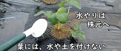 宝交早生イチゴに水やりをする