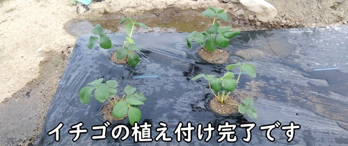 宝交早生いちごの植え付け完了です